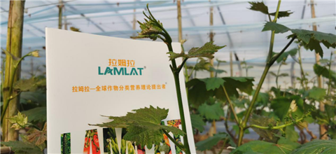 水溶肥，拉姆拉，翠姆