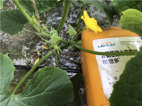 水溶肥，拉姆拉，翠姆