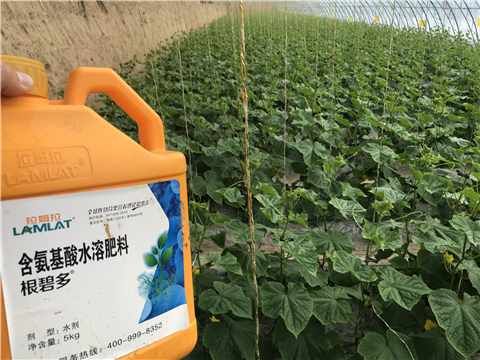 水溶肥，拉姆拉，翠姆