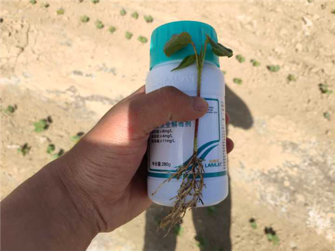 安碧解，拉姆拉，翠姆