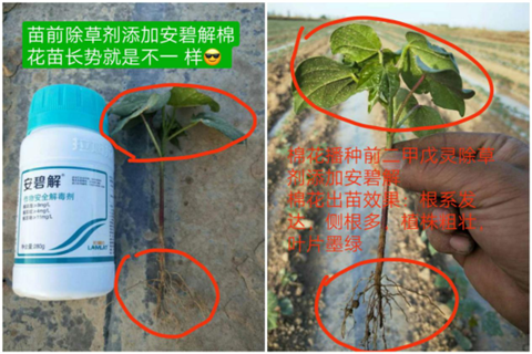 安碧解，拉姆拉，翠姆