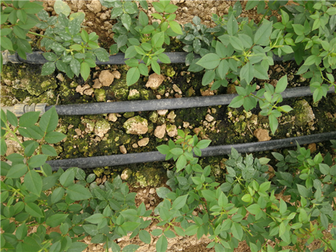 生根劑，拉姆拉，翠姆