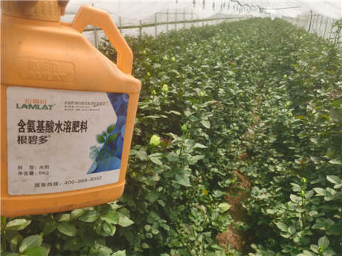 生根劑，拉姆拉，翠姆