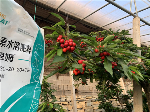 水溶肥，拉姆拉，翠姆