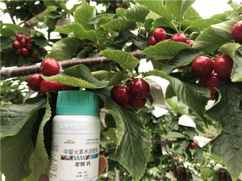 水溶肥，拉姆拉，翠姆