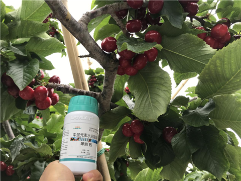 水溶肥，拉姆拉，翠姆