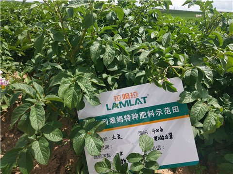 安碧解，拉姆拉，翠姆