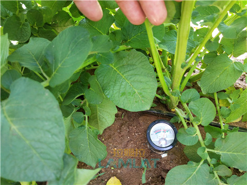 安碧解，拉姆拉，翠姆