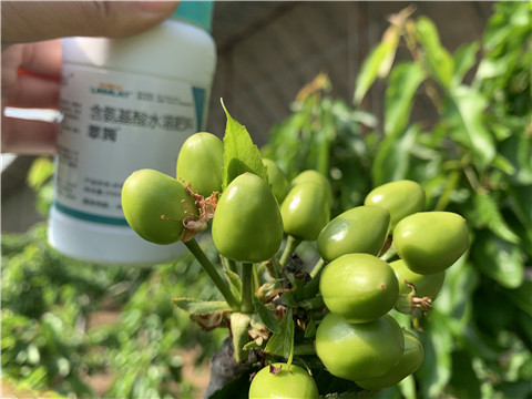 氨基酸水溶肥，拉姆拉，翠姆