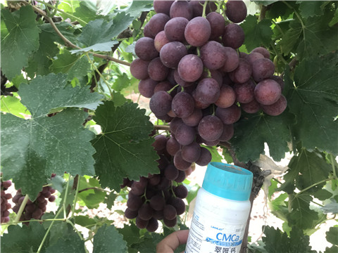 鈣肥，拉姆拉，翠姆