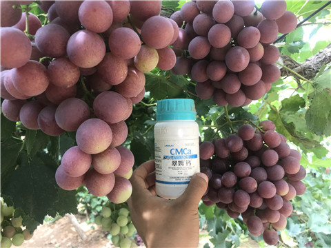 鈣肥，拉姆拉，翠姆