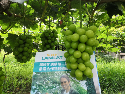 水溶肥，拉姆拉，翠姆