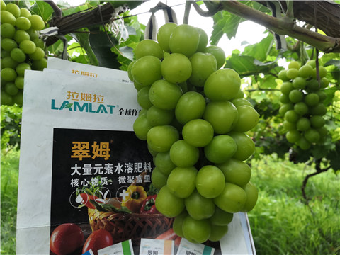 水溶肥，拉姆拉，翠姆