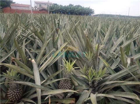 水溶肥，拉姆拉，翠姆