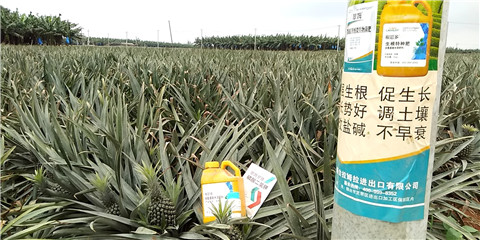 水溶肥，拉姆拉，翠姆