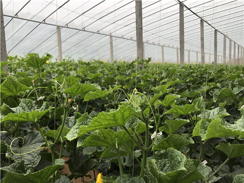 小分子有機碳，拉姆拉，翠姆