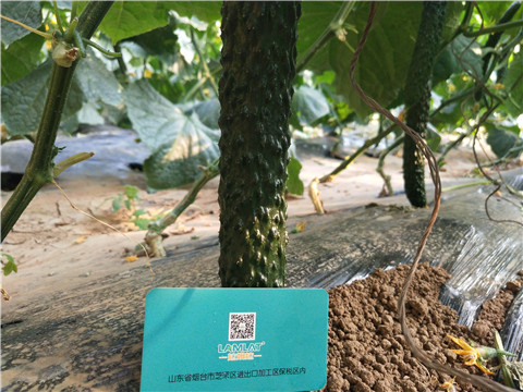 小分子有機碳，拉姆拉，翠姆