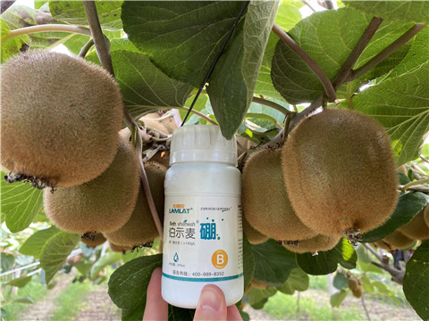 硼肥，拉姆拉，翠姆