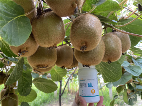 硼肥，拉姆拉，翠姆