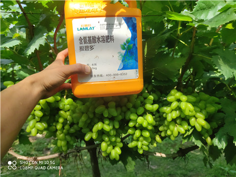 生根劑，拉姆拉，翠姆