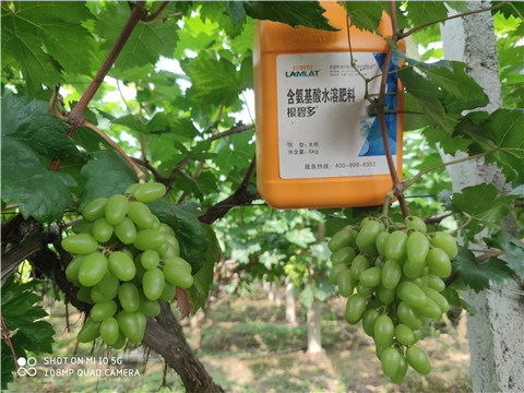 生根劑，拉姆拉，翠姆