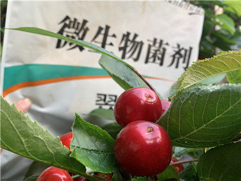 微生物菌劑，拉姆拉，翠姆