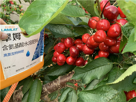 水溶肥，拉姆拉，翠姆