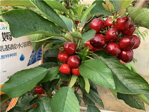 水溶肥，拉姆拉，翠姆