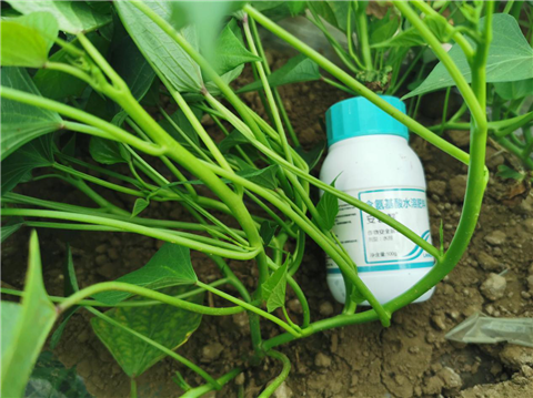 水溶肥，拉姆拉，翠姆
