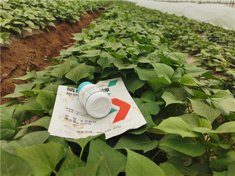 水溶肥，拉姆拉，翠姆