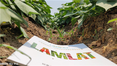 水溶肥，拉姆拉，翠姆