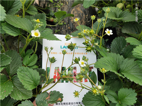 水溶肥，拉姆拉，翠姆