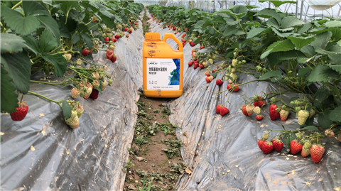 水溶肥，拉姆拉，翠姆