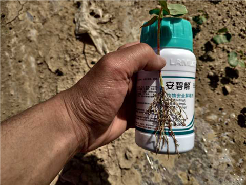 水溶肥，拉姆拉，翠姆