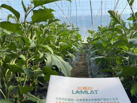 水溶肥，拉姆拉，翠姆