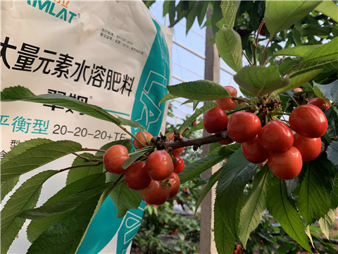 大量元素水溶肥，拉姆拉，翠姆