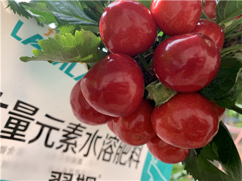 大量元素水溶肥，拉姆拉，翠姆