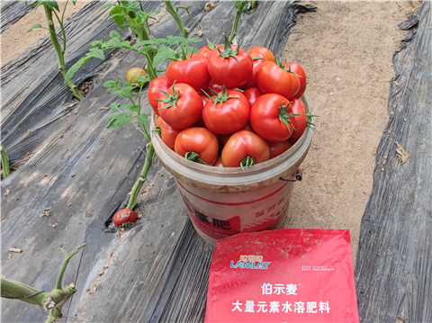 水溶肥，拉姆拉，伯示麥