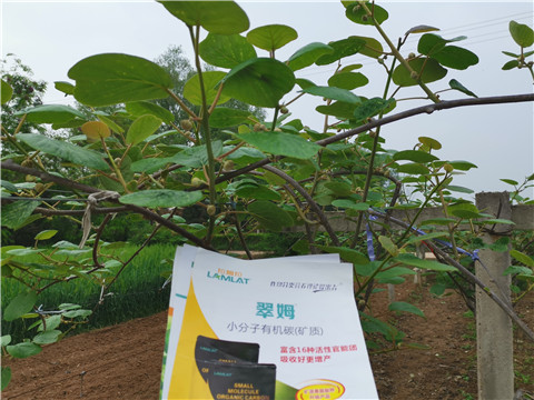 小分子有機(jī)碳，拉姆拉，翠姆