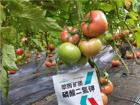 磷酸二氫鉀，拉姆拉，翠姆