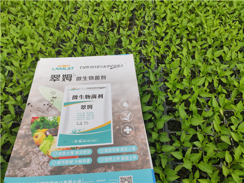 水溶肥，拉姆拉，翠姆