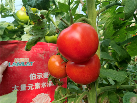 水溶肥，拉姆拉，伯示麥 