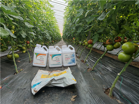 水溶肥，拉姆拉，伯示麥 