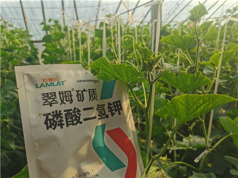 水溶肥，拉姆拉，翠姆