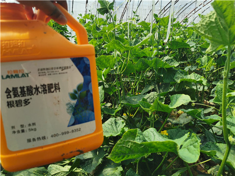 水溶肥，拉姆拉，翠姆