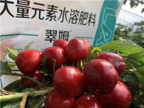 水溶肥，拉姆拉，翠姆