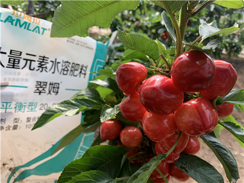 水溶肥，拉姆拉，翠姆