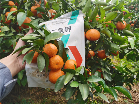 葉面肥，拉姆拉，翠姆