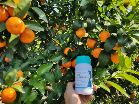 葉面肥，拉姆拉，翠姆