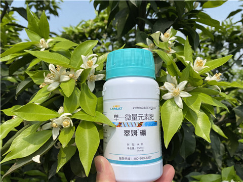 葉面肥，拉姆拉，翠姆